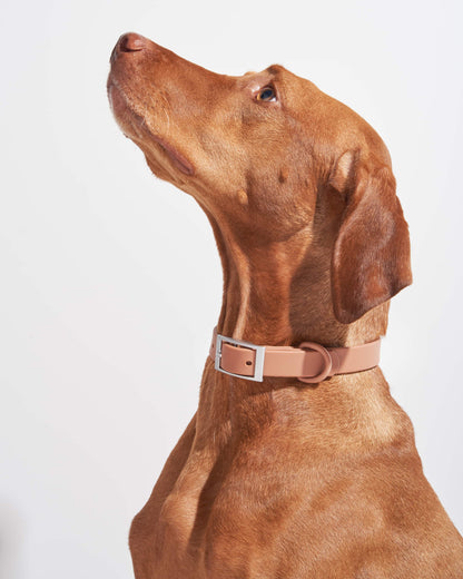Cocoa